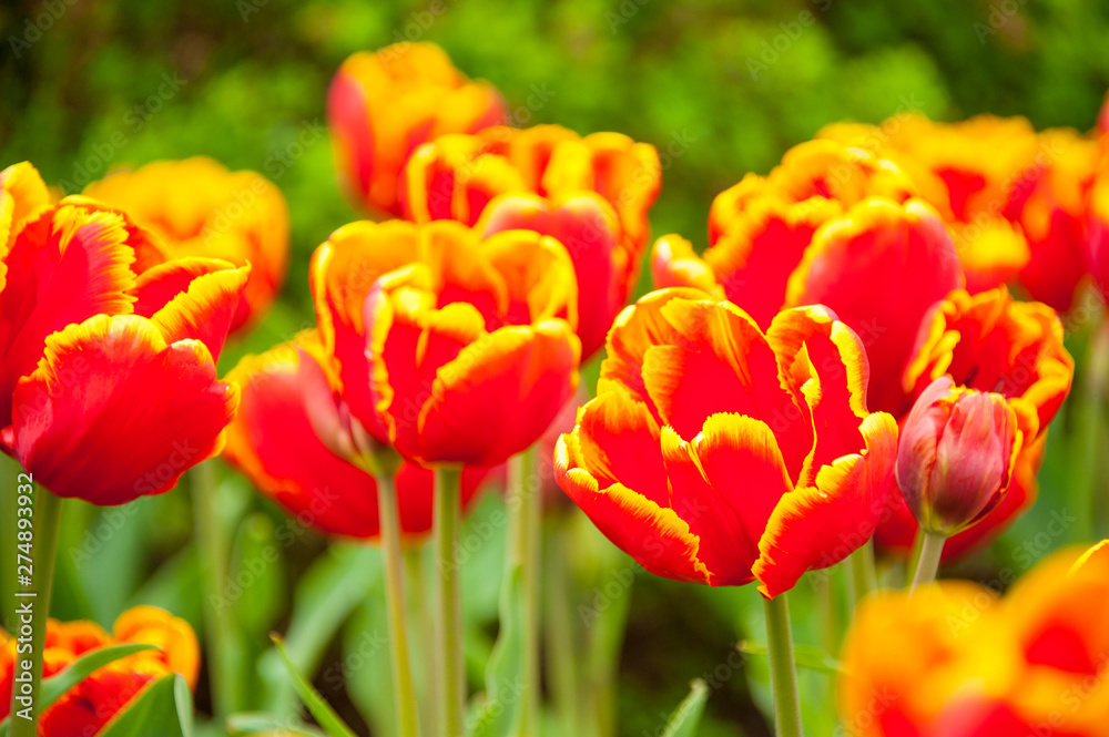 Bicolored red and yellow tulips in sunny day fully open with green background Bicolored red and yellow tulips in sunny day fully open with green background