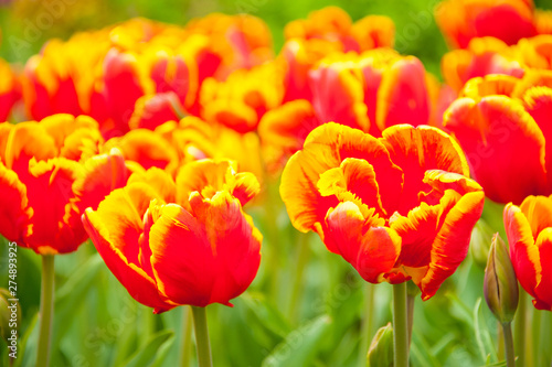 Bicolored red and yellow tulips in sunny day fully open with green background