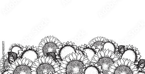 Vector illustration. Sunflowers