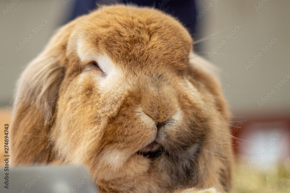 Beautiful domestic rabbit posing at the farm Beautiful domestic rabbit posing at the farm