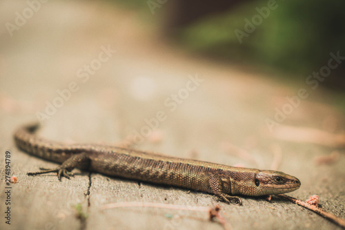 lizard on wood