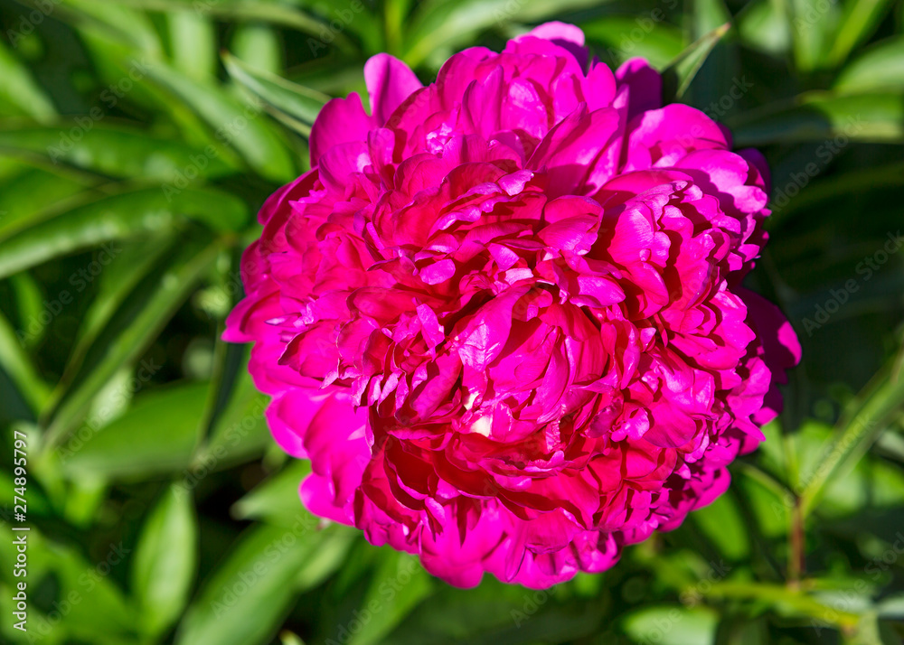 Red peony. Red peony is excellent in landscaping both in groups and as a solo plant.