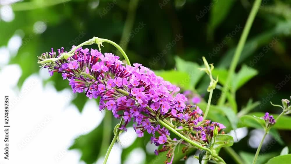 Purple or pink Lilac flower tree in the spring time close up selective focus Purple or pink Lilac flower tree in the spring time close up selective focus