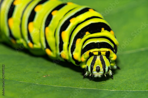 Eastern Black Swallowtail Caterpillar (Papilio polyxenes)