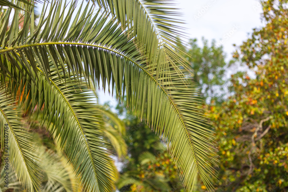 Fototapeta premium Evergreen palm branches in the subtropics