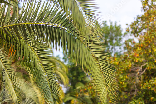 Fototapeta Naklejka Na Ścianę i Meble -  Evergreen palm branches in the subtropics