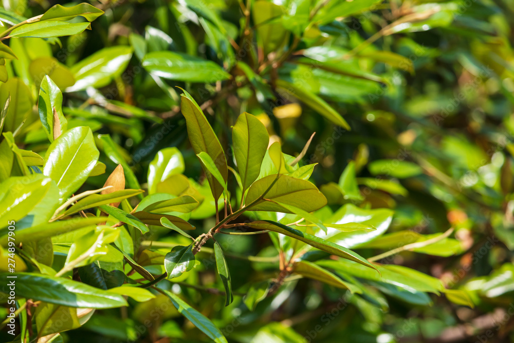 Leaves on an evergreen tree in the subtropics Leaves on an evergreen tree in the subtropics