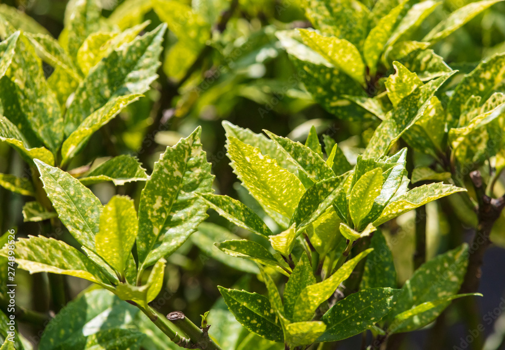 Leaves on an evergreen tree in the subtropics Leaves on an evergreen tree in the subtropics