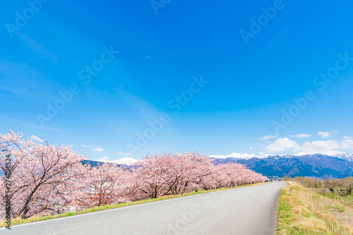 日本の春　富山県入善町 黒部川堤防桜堤の桜並木