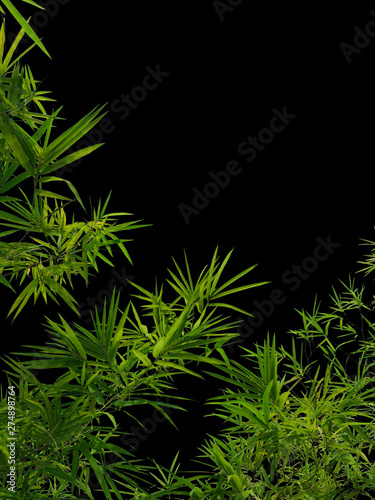 green bamboo branch isolated on black background