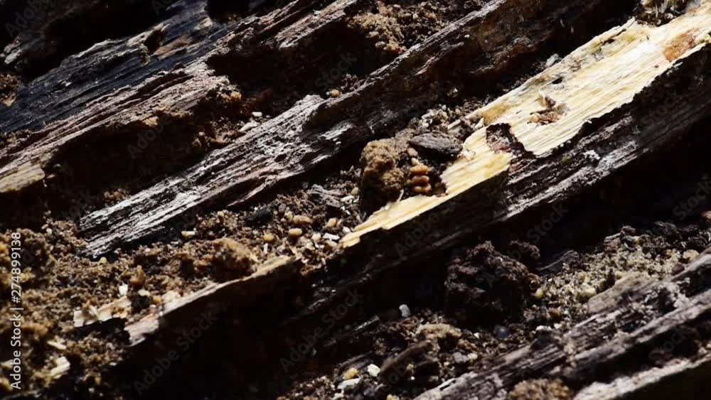 Close up of old dark wooden rotten stump log timber rotting for decades of fallen tree in the woodland forest selective focus Close up of old dark wooden rotten stump log timber rotting for decades of fallen tree in the woodland forest selective focus