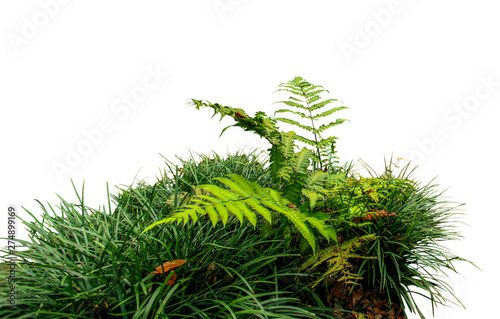 Fototapeta Naklejka Na Ścianę i Meble -  Fern and grass isolated on white background