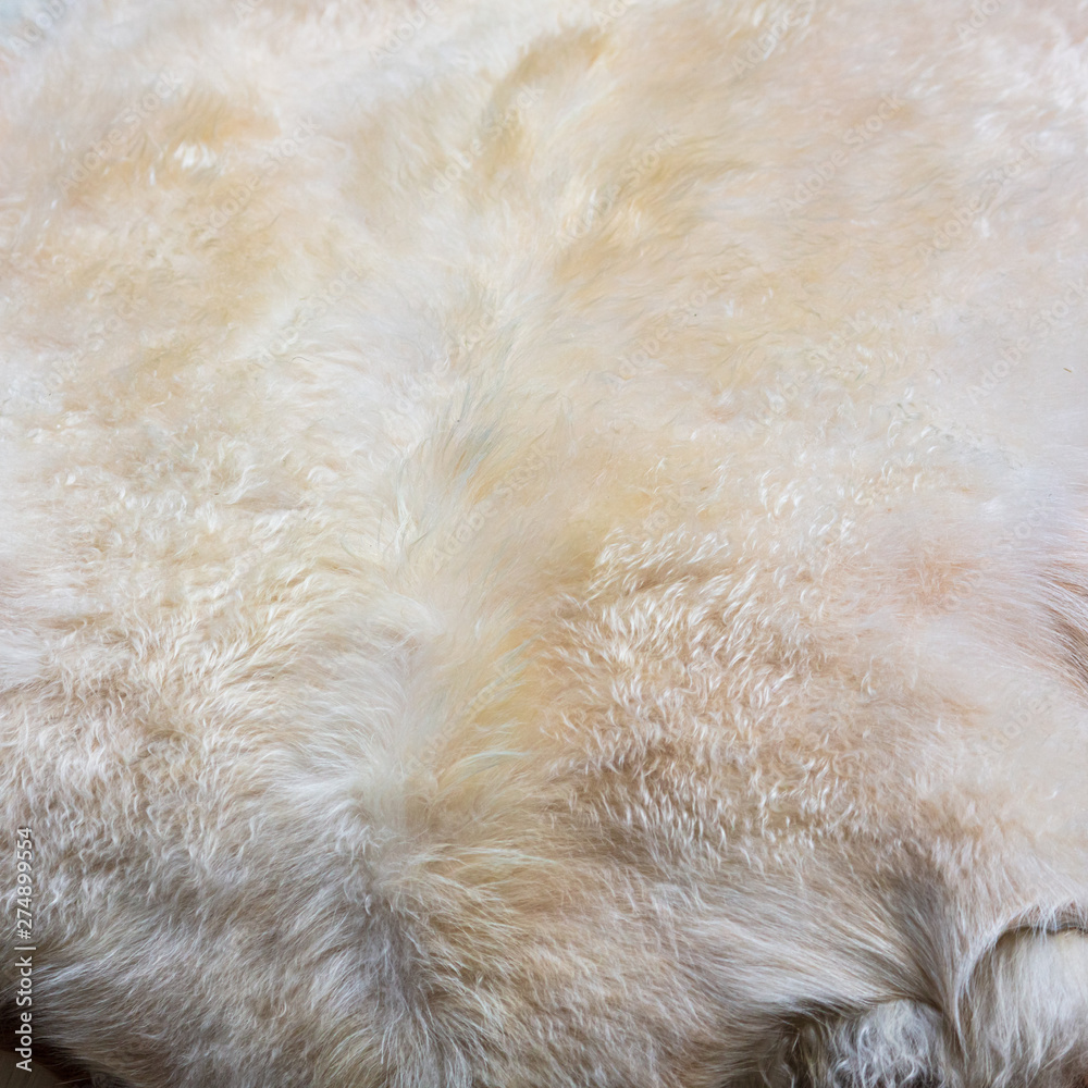 Obraz premium Fur on sheep's clothing as a background