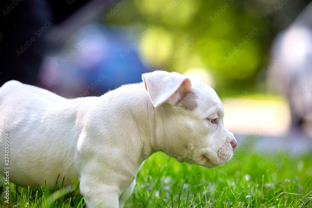 A cute puppy is playing on the steps. Concept of the first steps of life, animals, a new generation. Puppy American Bully. Copy space