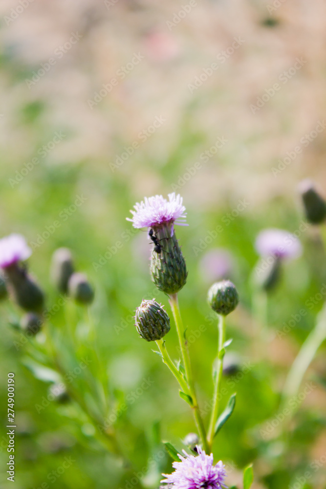 Serpukha flowers in the summer glade. Lilac flowers. Serpukha flowers in the summer glade. Lilac flowers.