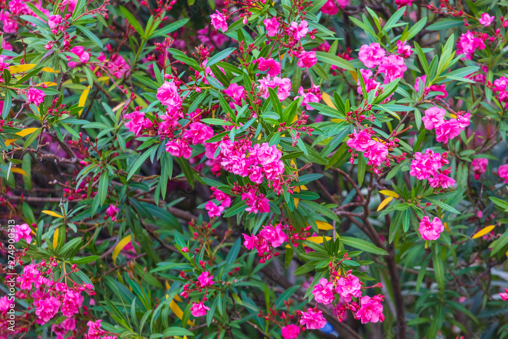 Red flowers on a tree in a subtropical park