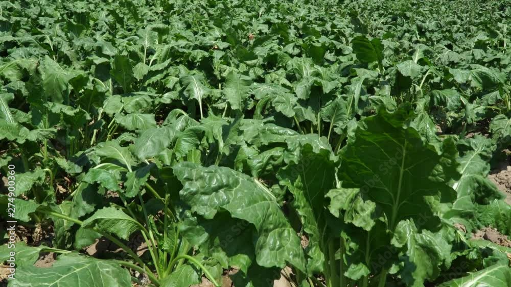Collected green sugar beets. 4K Collected green sugar beets. 4K