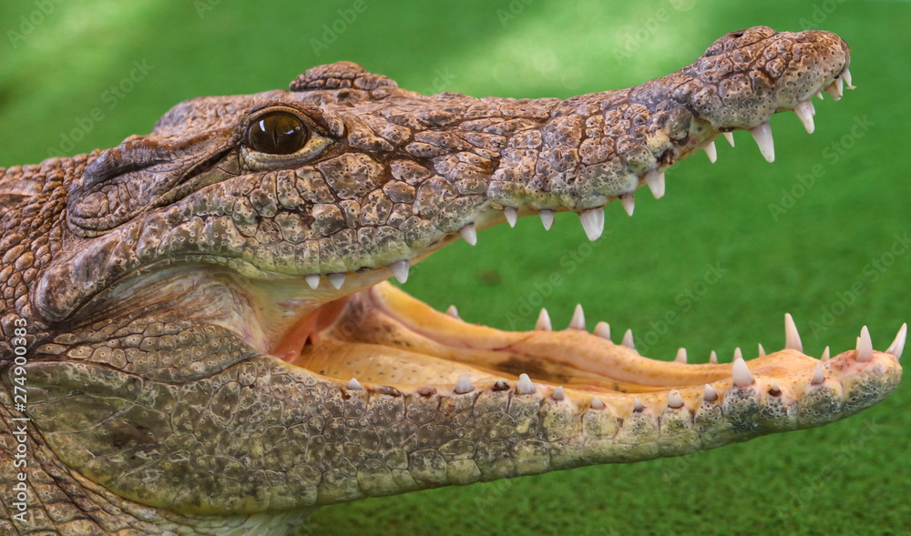 Obraz premium Portrait of a crocodile on a green background