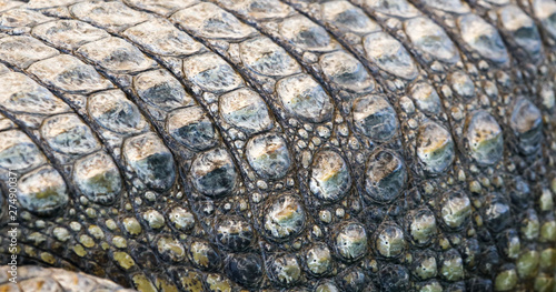 Crocodile skin as an abstract background
