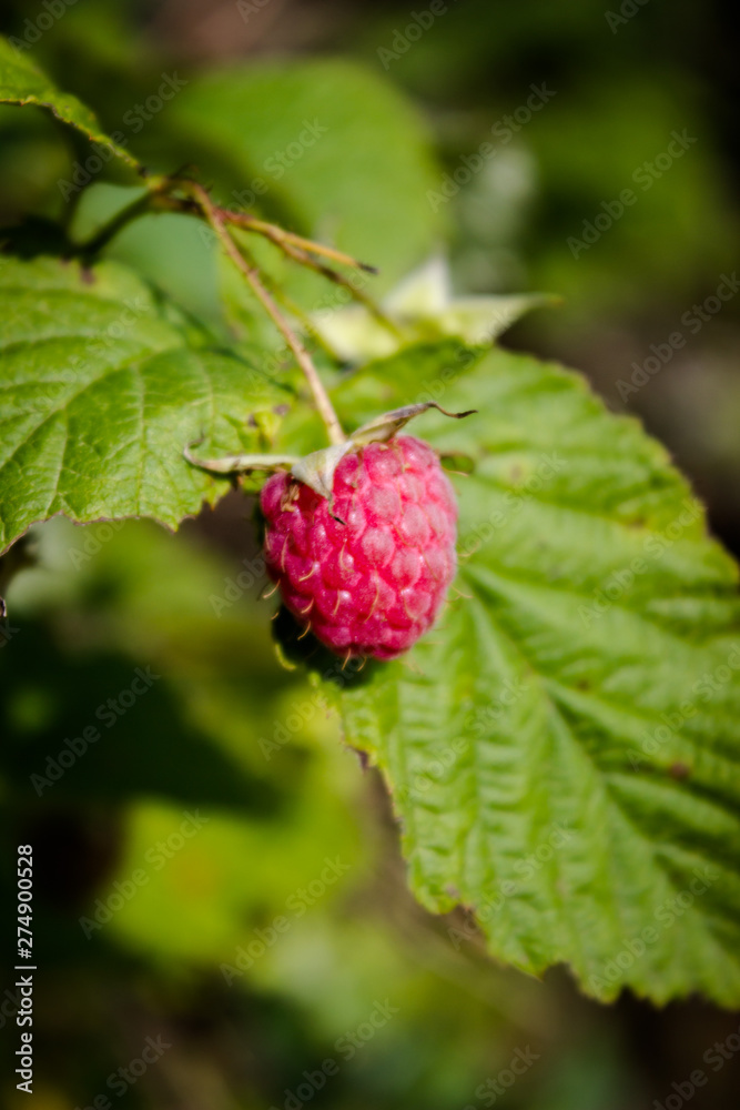 Raspberry berries on a summer meadow in the forest. Raspberry berries on a summer meadow in the forest.