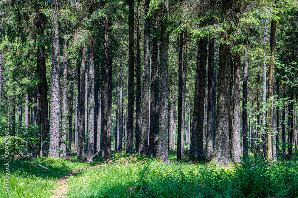 dense trees in the forest of Belmont in Alsace region dense trees in the forest of Belmont in Alsace region