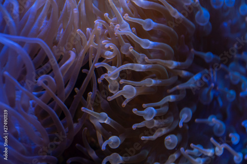  Sea anemone, balloons