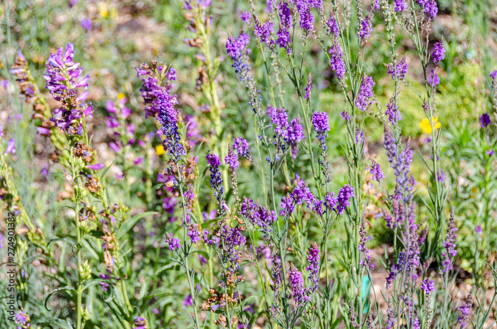Naklejka premium Purple Wildflowers