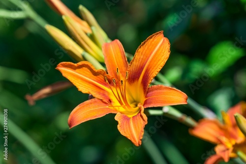 Small daylily flower isolated.