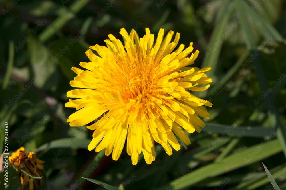 Dandelion flower a yellow stubborn weed commonly known as clockflower, bitterwort or lion's tooth Dandelion flower a yellow stubborn weed commonly known as clockflower, bitterwort or lion's tooth