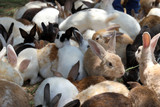 Group of rabbits eating food in the farm.