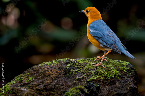 Orange-headed Thrush on rocks in nature © sunti