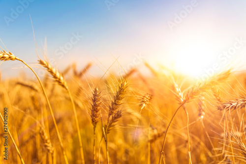 Wheat harvest. field of ripe ears.
