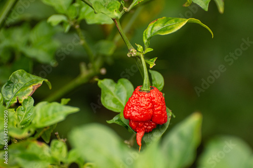 Ripe Carolina Reaper
