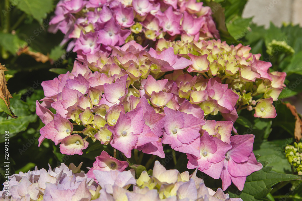Hydrangea macrophilia pink flowers close up Hydrangea macrophilia pink flowers close up