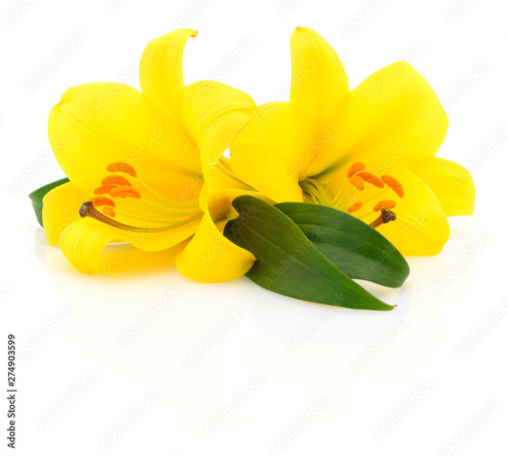 Obraz premium Two yellow lilies.