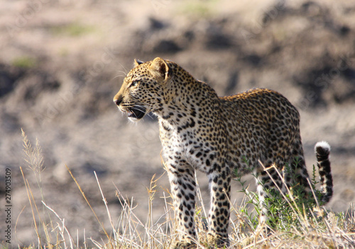 une panthère ou léopard en Afrique du Sud