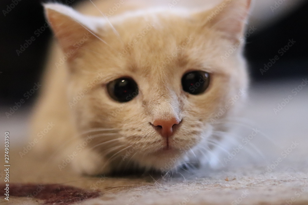 portrait of a cat portrait of a cat