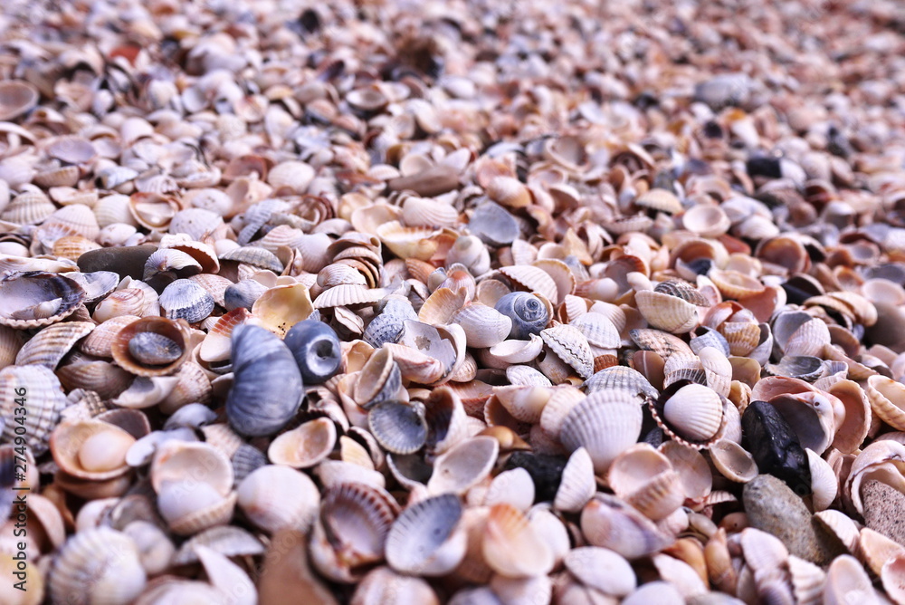 Shells lie on the beach. Details and close-up Shells lie on the beach. Details and close-up