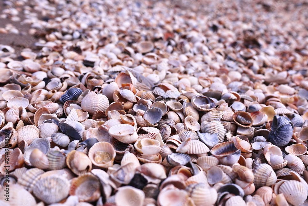 Shells lie on the beach. Details and close-up