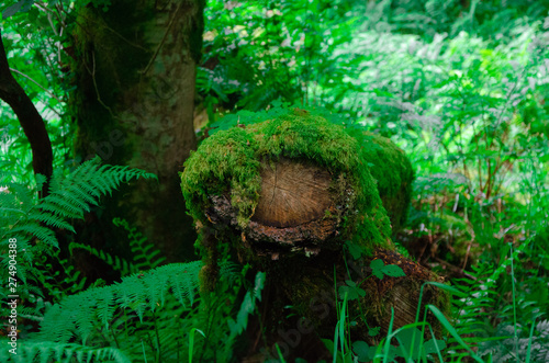 Fallen log covered in moss at Torr Steps, England