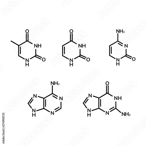 Purine and pyrimidine nucleobases on white