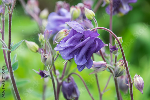 Aquilegia flower bloom in the garden in Poland on spring.