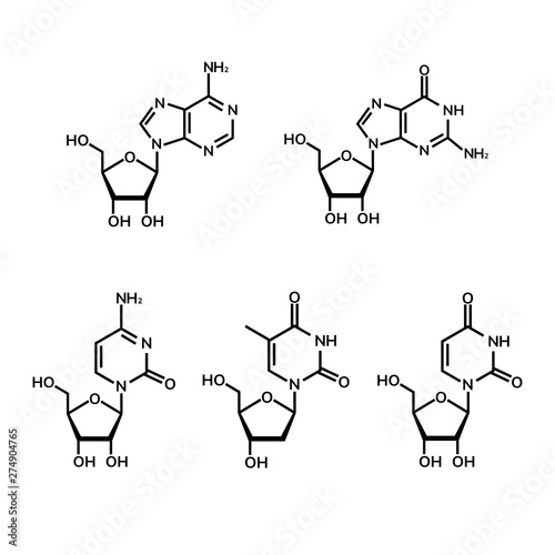 Pyrimidine and  purine nucleosides on white