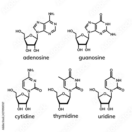 Pyrimidine and  purine nucleosides on white