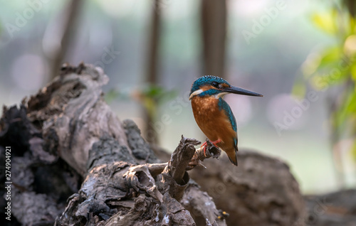 common kingfisher bird  on the tree branch green background