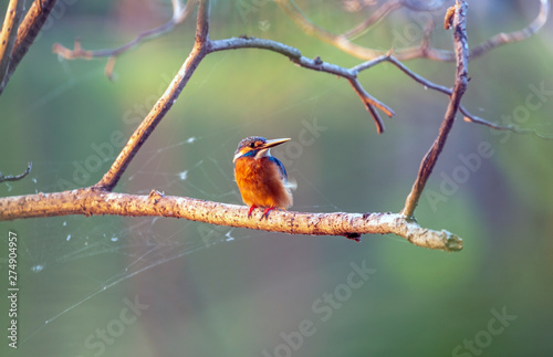 common kingfisher bird  on the tree branch green background