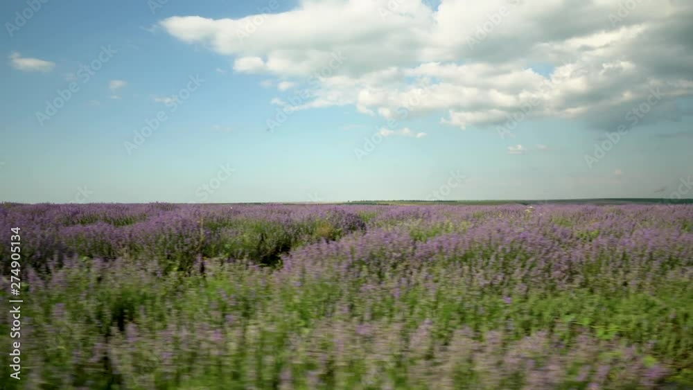 Lavander Field Lavander Field