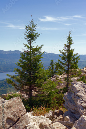 Vibrant plants on a steep stone slope