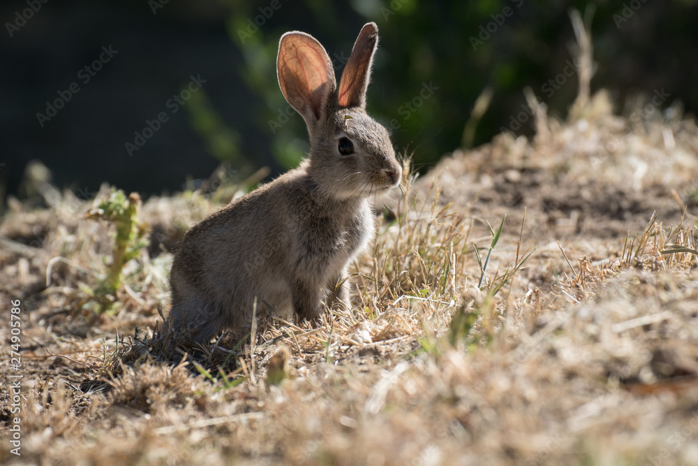 Fototapeta premium Joven conejo silvestre