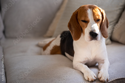 Beagle dog lie on a couch in living room